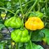 KS Lemon Starburst 1 Litre Pot Plant (Pre-Order)