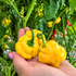 KS Lemon Starburst 1 Litre Pot Plant (Pre-Order)