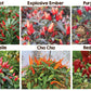 Stunning Six Seedling Set - PRE ORDER FOR 2024