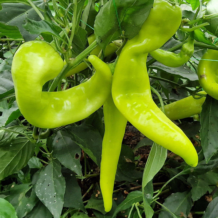 Sweet Banana Chilli Seeds (Heatless)