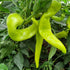 Sweet Banana 1 Litre Pot Plant - Pre-Order Now!