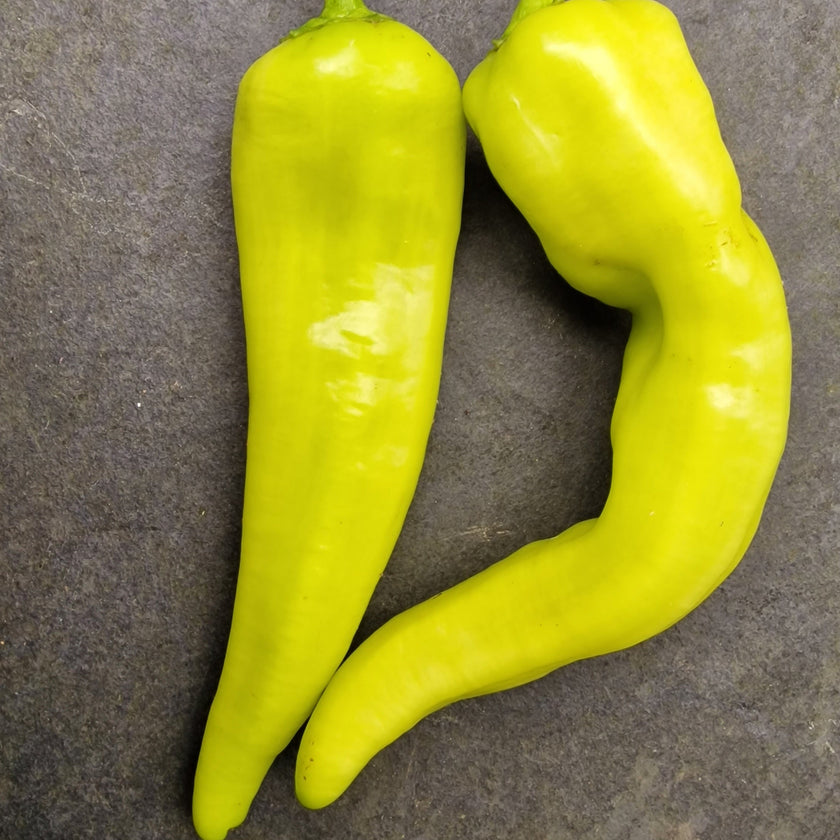 Sweet Banana Plant