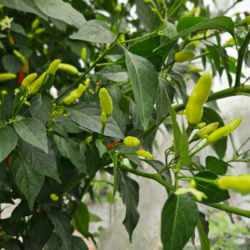 Tabasco Chilli Seeds