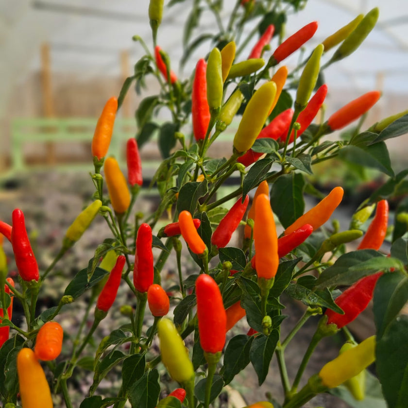 Tabasco Chilli Seeds