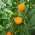 Tangerine Dream 1 Litre Pot Plant (Pre-Order)