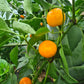 Tangerine Dream 1 Litre Pot Plant - Pre-Order Now!