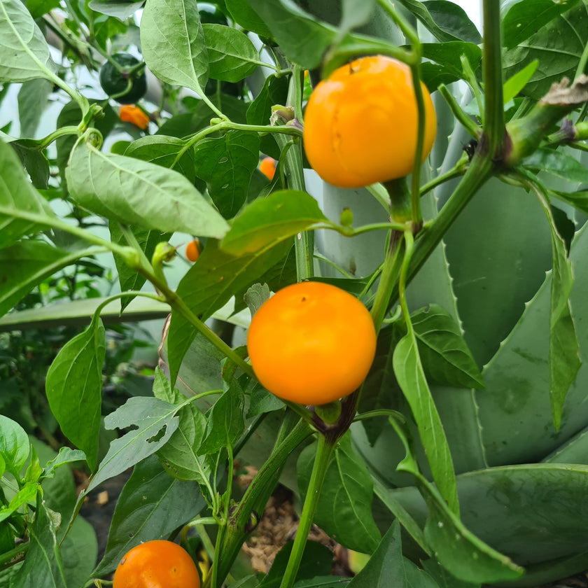 Tangerine Dream 1 Litre Pot Plant (Pre-Order)