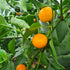 Tangerine Dream Chilli Seeds
