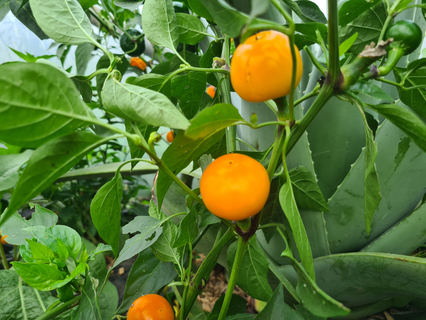 Tangerine Dream Chilli Seeds