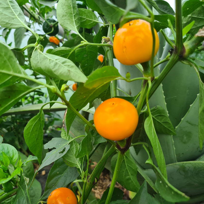 Tangerine Dream Chilli Seeds