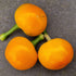 Tangerine Dream 1 Litre Pot Plant (Pre-Order)