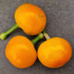 Tangerine Dream 1 Litre Pot Plant - Pre-Order Now!