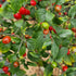 Tepin Chilli Seeds