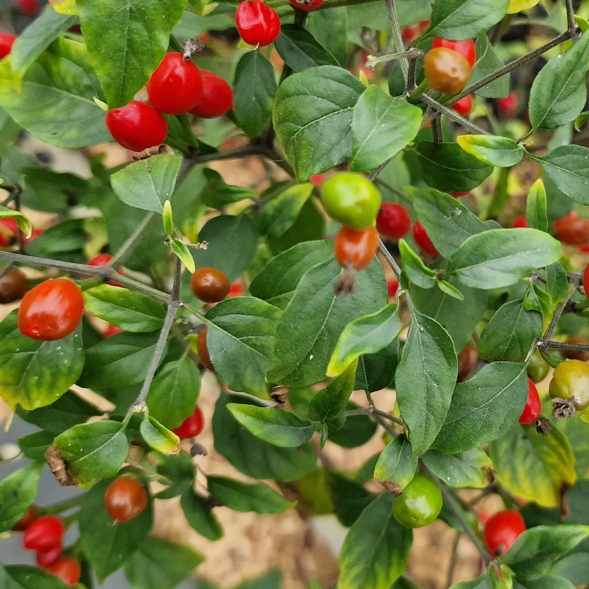 Tepin Chilli Seeds
