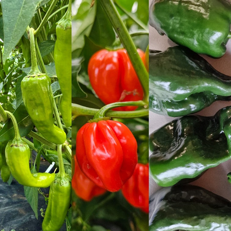 Tex-Mex Trio (Pre-order)