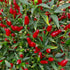Thai Hot Chilli Seeds