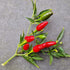 Thai Hot Chilli Seeds