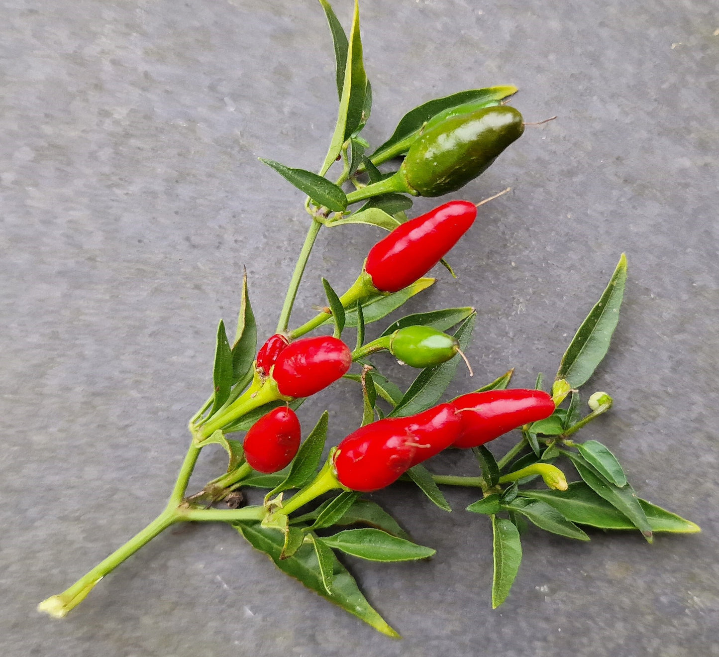 Thai Hot Chilli Seeds