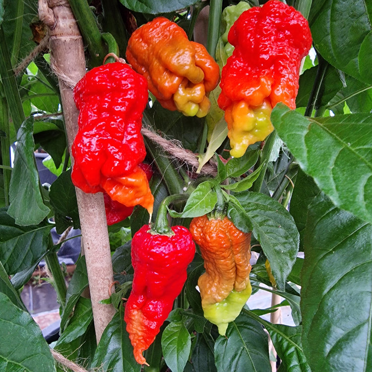 Tiberius Mauler Red Chilli Seeds