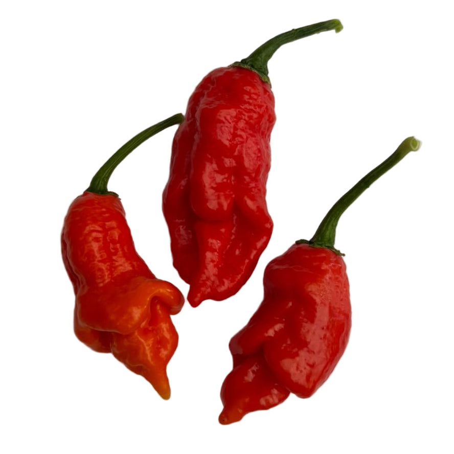 Tiberius Mauler Red Chilli Seeds