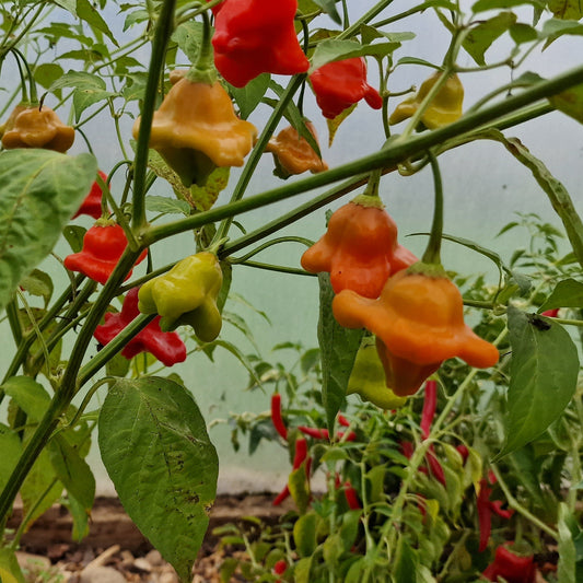 Tinkerbell Chilli Seeds