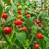 Trinidad Cherry Pepper Chilli Seeds