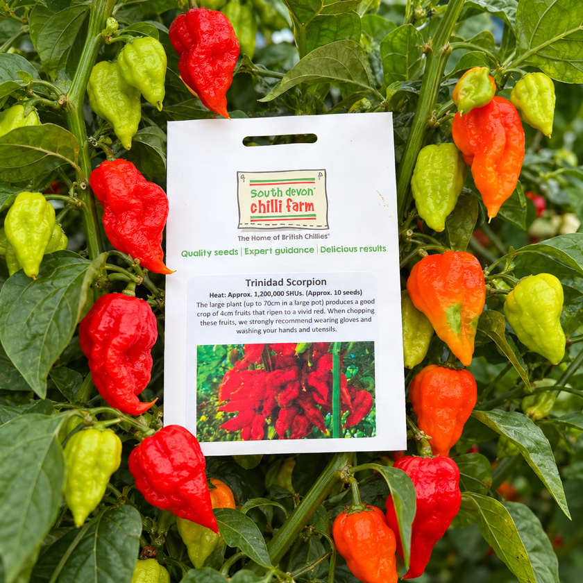 Trinidad Scorpion Chilli Seeds