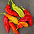Set of 3 Trinidad Pimento Seedlings - Buy Now!