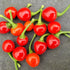 Trinidad Cherry Pepper Chilli Seeds