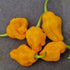Trinidad Perfume Chilli Seeds