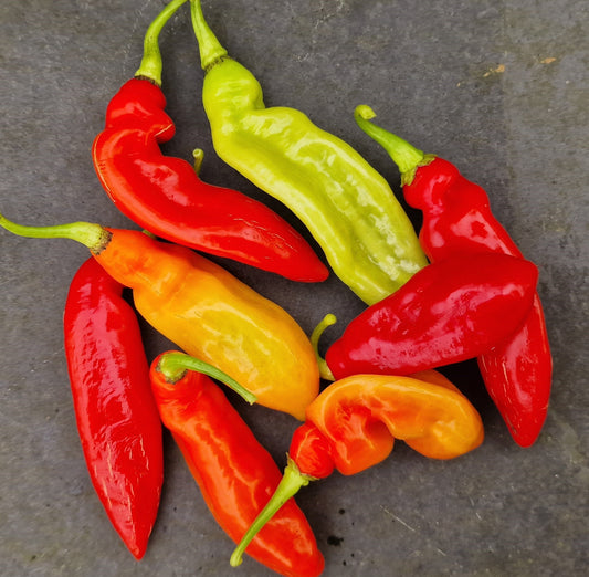 Fresh Trinidad Pimento Chillies (Seasoning Peppers) (10 fruits)