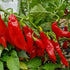 Trinidad Pimento Chilli Seeds
