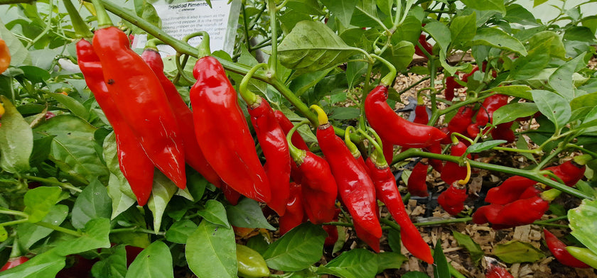 Trinidad Pimento Chilli Seeds