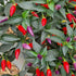 Twilight (NuMex) 1 Litre Pot Plant - Pre-Order Now!
