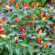twilight chilli plant