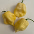 White Moruga Plant