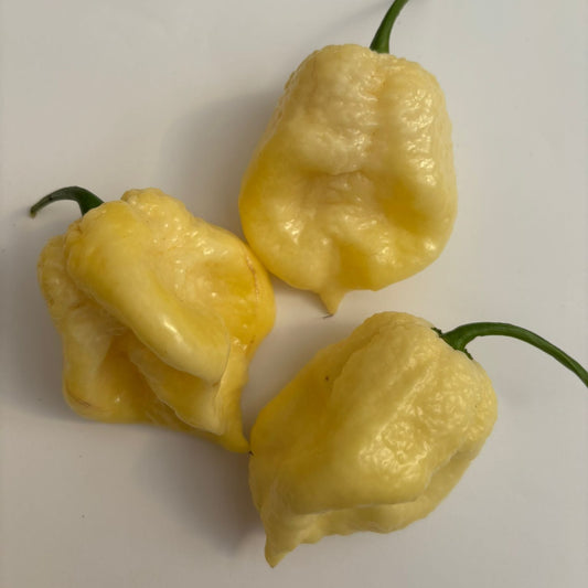 White Moruga 1 Litre Pot Plant - Pre-Order Now!