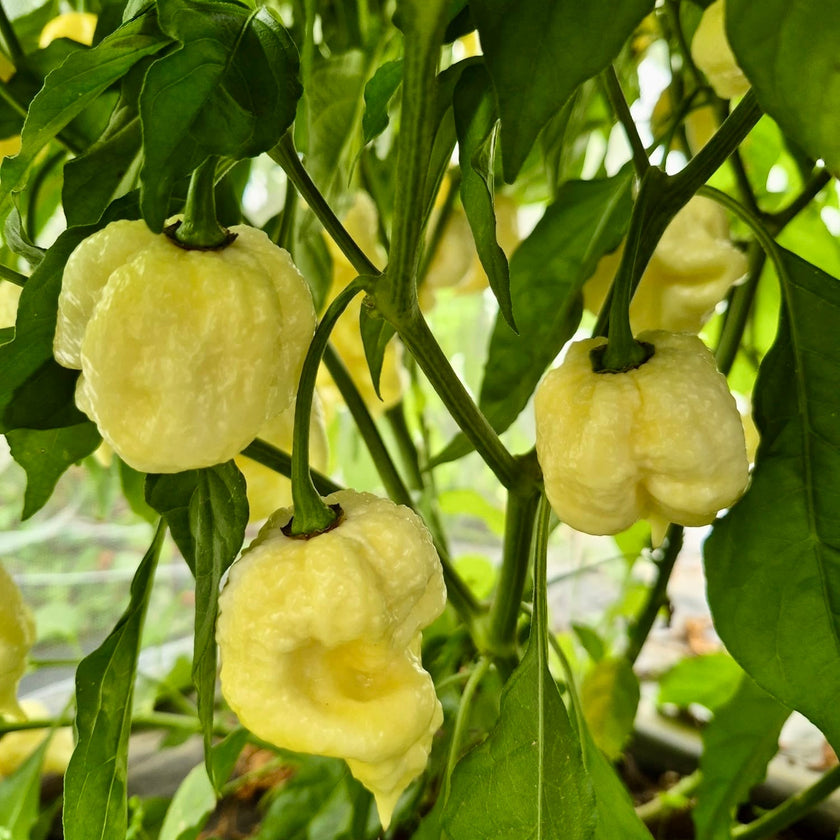 White Moruga Plant