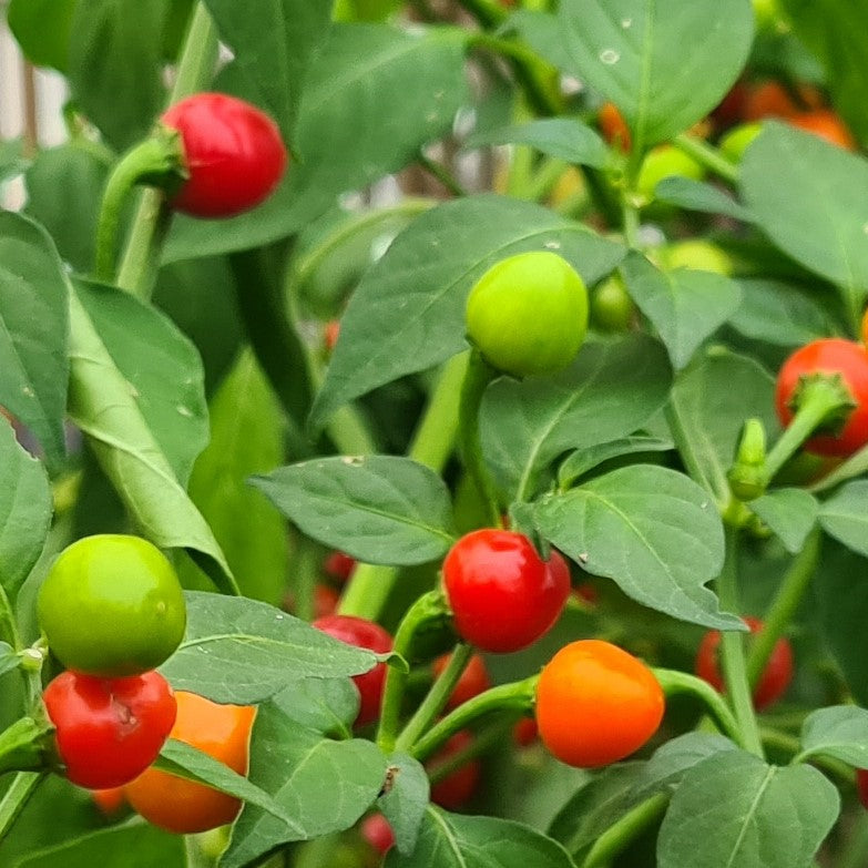 Wiri Wiri 1 Litre Pot Plant