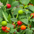 Wiri Wiri Chilli Seeds