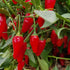 Xmas Chilli Seeds