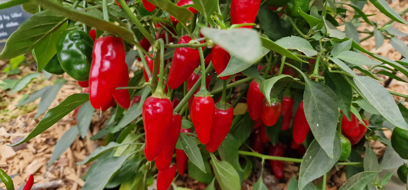Xmas Chilli Seeds