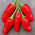 Xmas Chilli Seeds