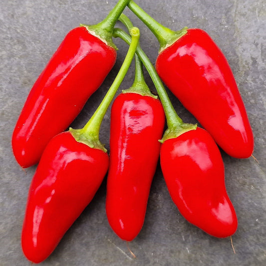 Chilli Colla Chilli Seeds – tagged