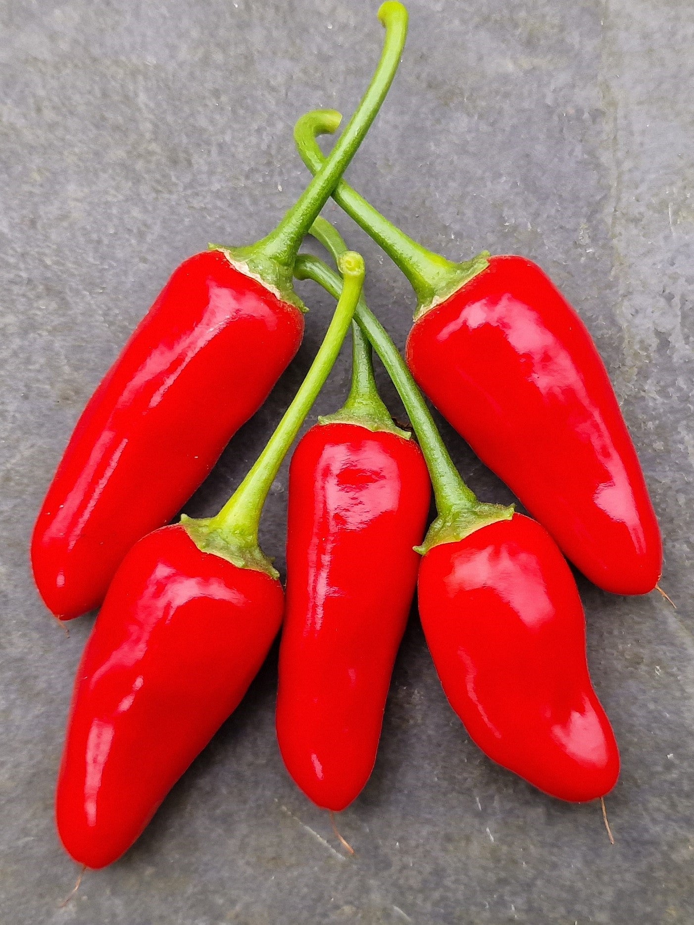 Christmas Seed Bundle