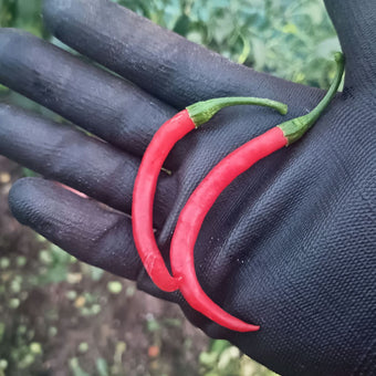 Devon Flame Chilli Seeds
