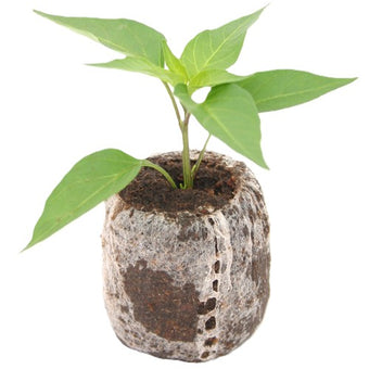 Set of 3 Mixed Chilli Seedlings - Buy Now!