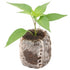Digital Chilli Growing Workshop