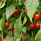 Cherry Bomb 1 Litre Pot Plant - Pre-Order Now!