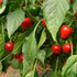 Cherry Bomb Plant